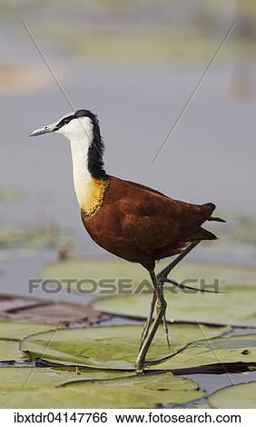 Stock Photograph - African Jacana (Actophilornis africanus), in the shallow water near the bank of the Chobe River, Chobe National Park, Botswana, Africa. Fotosearch