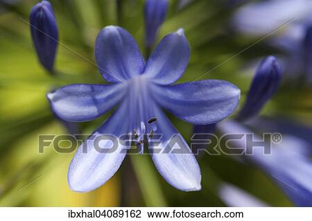 African Lily (Agapanthus), Madeira, Portugal, Europe View Large Photo Image Stock Image - African Lily (Agapanthus), Madeira, Portugal, Europe. Fotosearch