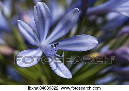 Stock Image - African Lily (Agapanthus), Madeira, Portugal, Europe. Fotosearch
