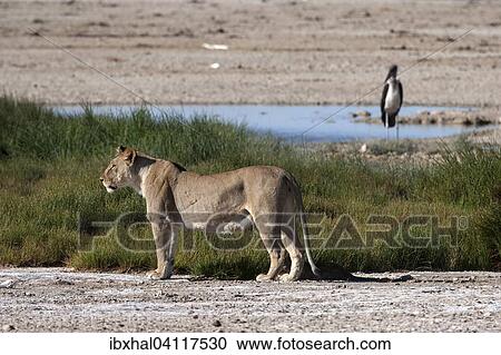 African Lion (Panthera leo), female, Etosha National Park, Namibia, Africa View Large Photo Image Stock Image - African Lion (Panthera leo), female, Etosha National Park, Namibia, Africa. Fotosearch