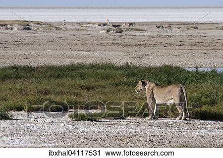 African Lion (Panthera leo), female, Etosha National Park, Namibia, Africa View Large Photo Image Stock Image - African Lion (Panthera leo), female, Etosha National Park, Namibia, Africa. Fotosearch