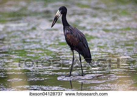 Stock Photo - African Openbill (Anastomus lamelligerus), adult, in water, foraging, Kruger National Park, South Africa, Africa. Fotosearch