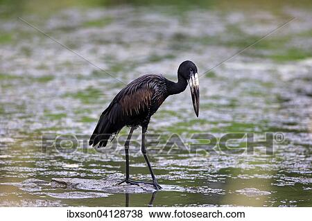 Stock Photo - African Openbill (Anastomus lamelligerus), adult, in water, foraging, Kruger National Park, South Africa, Africa. Fotosearch