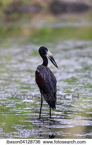 African Openbill (Anastomus lamelligerus), adult, in water, foraging, Kruger National Park, South Africa, Africa View Large Photo Image Stock Photograph - African Openbill (Anastomus lamelligerus), adult, in water, foraging, Kruger National Park, South Africa, Africa. Fotosearch