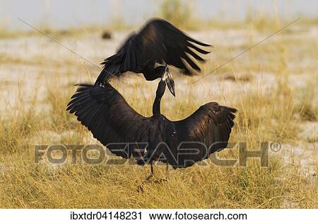 African Openbill or Openbilled Stork (Anastomus lamelligerus), fighting, Chobe National Park, Botswana, Africa View Large Photo Image Stock Image - African Openbill or Openbilled Stork (Anastomus lamelligerus), fighting, Chobe National Park, Botswana, Africa. Fotosearch