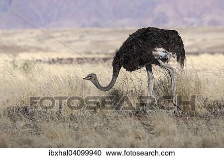 African ostrich (Struthio camelus), Sossusvlei, Namib Desert, Namib-Naukluft National Park, Namibia, Africa View Large Photo Image Stock Image - African ostrich (Struthio camelus), Sossusvlei, Namib Desert, Namib-Naukluft National Park, Namibia, Africa. Fotosearch