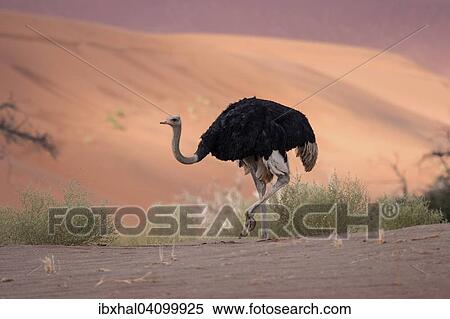 African ostrich (Struthio camelus), Sossusvlei, Namib Desert, Namib-Naukluft National Park, Namibia, Africa View Large Photo Image Stock Photography - African ostrich (Struthio camelus), Sossusvlei, Namib Desert, Namib-Naukluft National Park, Namibia, Africa. Fotosearch