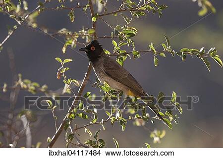 African red-eyed bulbul (Pycnonotus nigricans), Namibia, Africa View Large Photo Image Picture - African red-eyed bulbul (Pycnonotus nigricans), Namibia, Africa. Fotosearch