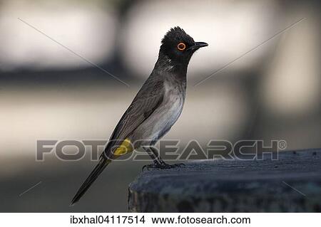 African red-eyed bulbul (Pycnonotus nigricans), Namutoni Camp, Etosha National Park, Namibia, Africa View Large Photo Image Picture - African red-eyed bulbul (Pycnonotus nigricans), Namutoni Camp, Etosha National Park, Namibia, Africa. Fotosearch