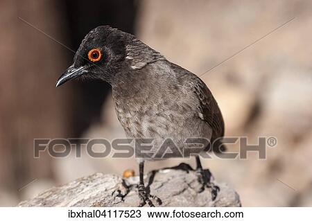 African red-eyed bulbul (Pycnonotus nigricans), Etosha National Park, Namibia, Africa View Large Photo Image Stock Image - African red-eyed bulbul (Pycnonotus nigricans), Etosha National Park, Namibia, Africa. Fotosearch
