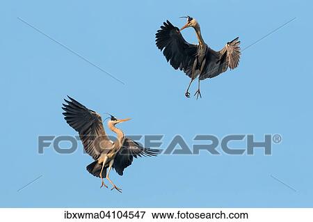 Air battle of two Grey Herons (Ardea cinerea), Hesse, Germany, Europe View Large Photo Image Stock Photo - Air battle of two Grey Herons (Ardea cinerea), Hesse, Germany, Europe. Fotosearch