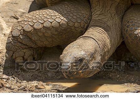 Picture - Aldabra giant tortoise (Aldabrachelys gigantea), Mauritius, Africa. Fotosearch