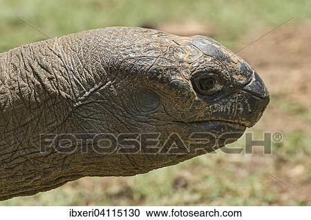 Aldabra giant tortoise (Aldabrachelys gigantea), Mauritius, Africa View Large Photo Image Stock Image - Aldabra giant tortoise (Aldabrachelys gigantea), Mauritius, Africa. Fotosearch