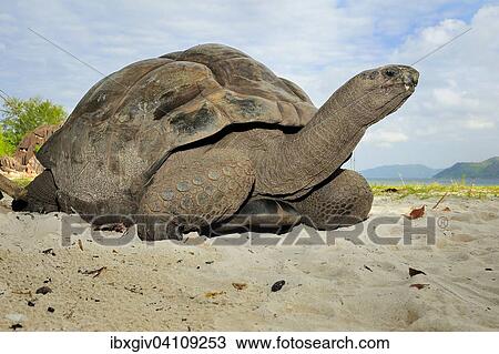 Stock Image - Aldabra Giant Tortoise (Aldabrachelys gigantea), Curieuse Island, Seychelles, Africa. Fotosearch