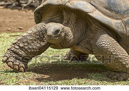 Aldabra giant tortoise (Aldabrachelys gigantea), Mauritius, Africa View Large Photo Image Stock Photo - Aldabra giant tortoise (Aldabrachelys gigantea), Mauritius, Africa. Fotosearch
