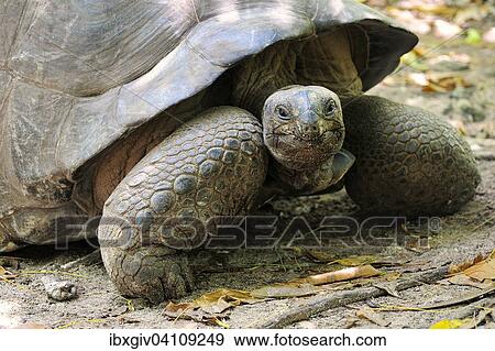 Aldabra Giant Tortoise (Aldabrachelys gigantea), Curieuse Island, Seychelles, Africa View Large Photo Image Stock Photo - Aldabra Giant Tortoise (Aldabrachelys gigantea), Curieuse Island, Seychelles, Africa. Fotosearch