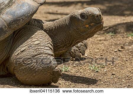 Aldabra giant tortoise (Aldabrachelys gigantea), Mauritius, Africa View Large Photo Image Stock Photograph - Aldabra giant tortoise (Aldabrachelys gigantea), Mauritius, Africa. Fotosearch