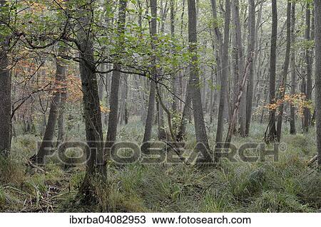 Stock Image - Alder (Alnus), in the Darsser Wald forest, Western Pomerania Lagoon Area National Park, Mecklenburg-Western Pomerania, Germany, Europe. Fotosearch