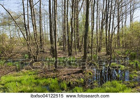 Alder carr, Common Alder trees (Alnus glutinosa) in spring, Wunstorfer Moor nature reserve, Lower Saxony, Germany, Europe View Large Photo Image Stock Photography - Alder carr, Common Alder trees (Alnus glutinosa) in spring, Wunstorfer Moor nature reserve, Lower Saxony, Germany, Europe. Fotosearch