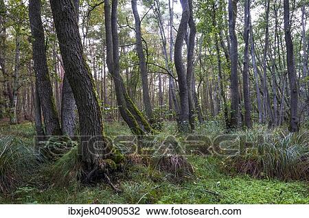 Alder, Darss peninsula, Western Pomerania Lagoon Area National Park, Mecklenburg-Western Pomerania, Germany, Europe View Large Photo Image Stock Image - Alder, Darss peninsula, Western Pomerania Lagoon Area National Park, Mecklenburg-Western Pomerania, Germany, Europe. Fotosearch