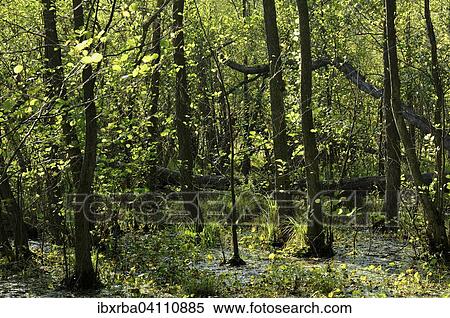 Alder swamp the Muritz National Park, Serrahn area, Mecklenburg-Western Pomerania, Germany, Europe View Large Photo Image Stock Photography - Alder swamp the Muritz National Park, Serrahn area, Mecklenburg-Western Pomerania, Germany, Europe. Fotosearch