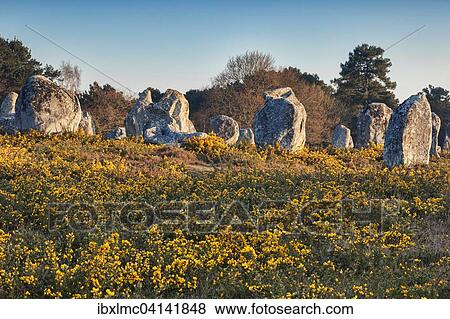Alignments of standing stones, surrounded by gorse, Carnac, Brittany, France, Europe View Large Photo Image Stock Photo - Alignments of standing stones, surrounded by gorse, Carnac, Brittany, France, Europe. Fotosearch