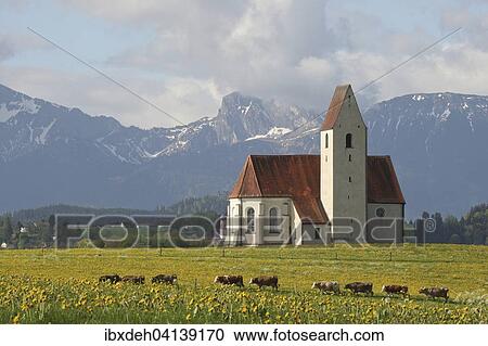 Stock Image - Allgau cows, dandelion meadow and the Chapel of St. Anna in Lengenwang, Ostallgau, Allgau Alps, Aggenstein massif behind, Allgaeu, Bavaria, Germany, Europe. Fotosearch