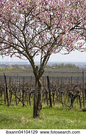 Stock Photo - Almond tree (Prunus dulcis), Southern Palatinate, Palatinate, Rhineland-Palatinate, Germany, Europe. Fotosearch