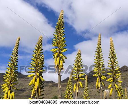 Aloe vera (Aloe vera), Gran Canaria, Canary Islands, Spain, Europe View Large Photo Image Stock Image - Aloe vera (Aloe vera), Gran Canaria, Canary Islands, Spain, Europe. Fotosearch