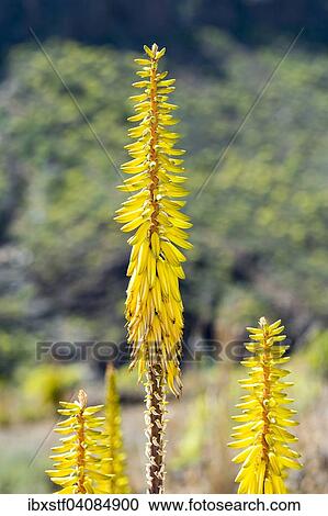 Aloe vera (Aloe vera), Gran Canaria, Canary Islands, Spain, Europe View Large Photo Image Stock Image - Aloe vera (Aloe vera), Gran Canaria, Canary Islands, Spain, Europe. Fotosearch