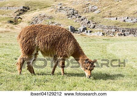 Alpaca (Vicugna pacos) feeding on lush meadow in Cusco, Peru, South America View Large Photo Image Stock Image - Alpaca (Vicugna pacos) feeding on lush meadow in Cusco, Peru, South America. Fotosearch