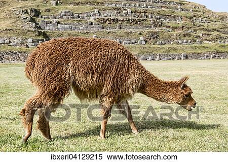Alpaca (Vicugna pacos), grazing, near Cusco, Peru, South America View Large Photo Image Stock Photography - Alpaca (Vicugna pacos), grazing, near Cusco, Peru, South America. Fotosearch