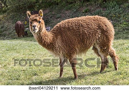 Alpaca (Vicugna pacos) in lush meadow, near Cusco, Peru, South America View Large Photo Image Stock Image - Alpaca (Vicugna pacos) in lush meadow, near Cusco, Peru, South America. Fotosearch