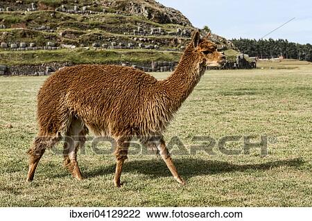 Alpaca (Vicugna pacos), near Cusco, Peru, South America View Large Photo Image Stock Image - Alpaca (Vicugna pacos), near Cusco, Peru, South America. Fotosearch