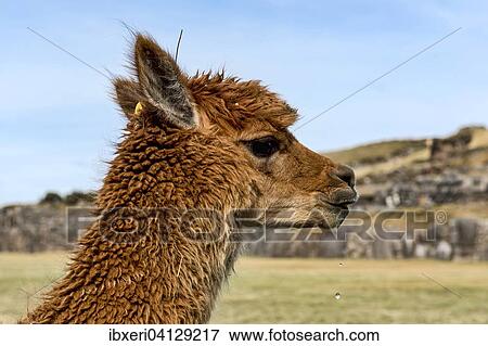 Alpaca (Vicugna pacos), near Cusco, Peru, South America View Large Photo Image Stock Photo - Alpaca (Vicugna pacos), near Cusco, Peru, South America. Fotosearch