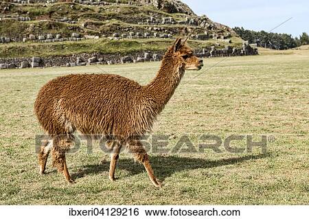 Alpaca (Vicugna pacos), near Cusco, Peru, South America View Large Photo Image Stock Photograph - Alpaca (Vicugna pacos), near Cusco, Peru, South America. Fotosearch