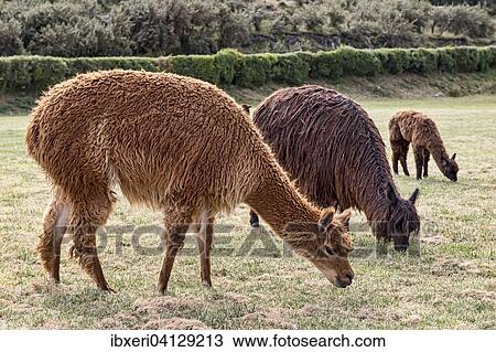 Alpacas (Vicugna pacos) grazing on lush meadow, near Cusco, Peru, South America View Large Photo Image Stock Image - Alpacas (Vicugna pacos) grazing on lush meadow, near Cusco, Peru, South America. Fotosearch