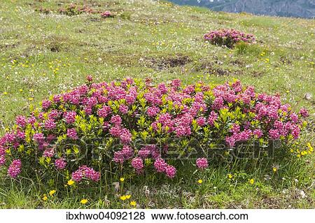 Stock Photo - Alpenrose (Rhododendron ferrugineum), alp, Dolomites, Veneto, Italy, Europe. Fotosearch