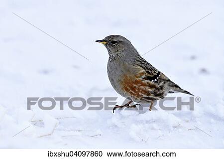 Alpine Accentor (Prunella collaris), Canton of Valais, Switzerland, Europe View Large Photo Image Stock Image - Alpine Accentor (Prunella collaris), Canton of Valais, Switzerland, Europe. Fotosearch