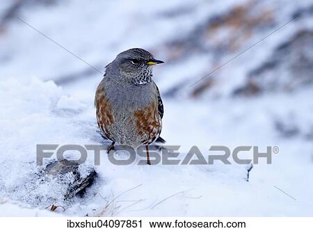Alpine Accentor(Prunella collaris), Canton of Valais, Switzerland, Europe View Large Photo Image Stock Image - Alpine Accentor(Prunella collaris), Canton of Valais, Switzerland, Europe. Fotosearch