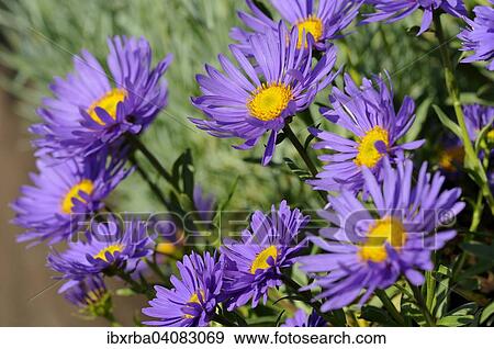 Stock Photo - Alpine aster (Aster alpinus), Province of South Tyrol, Italy, Europe. Fotosearch