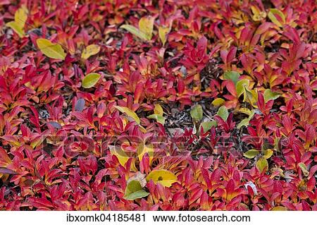 Alpine Bearberry (Arctostaphylos alpinus) and Arctic Willow (Salix arctica) in autumn colours, Kejser Franz Joseph Fjord, Northeast Greenland National Park, Greenland, North America View Large Photo Image Stock Image - Alpine Bearberry (Arctostaphylos alpinus) and Arctic Willow (Salix arctica) in autumn colours, Kejser Franz Joseph Fjord, Northeast Greenland National Park, Greenland, North America. Fotosearch