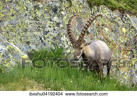 Picture - Alpine Ibex (Capra ibex), feeding, near Chamonix, France, Europe. Fotosearch