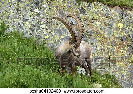Alpine Ibex (Capra ibex) feeding, near Chamonix, France, Europe View Large Photo Image Stock Image - Alpine Ibex (Capra ibex) feeding, near Chamonix, France, Europe. Fotosearch