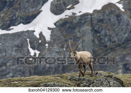 Stock Image - Alpine Ibex (Capra Ibex), High Tauern National Park, Carinthia, Austria, Europe. Fotosearch