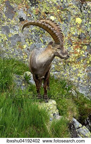 Alpine Ibex (Capra ibex) standing in front of rock wall, near Chamonix, France, Europe View Large Photo Image Stock Image - Alpine Ibex (Capra ibex) standing in front of rock wall, near Chamonix, France, Europe. Fotosearch
