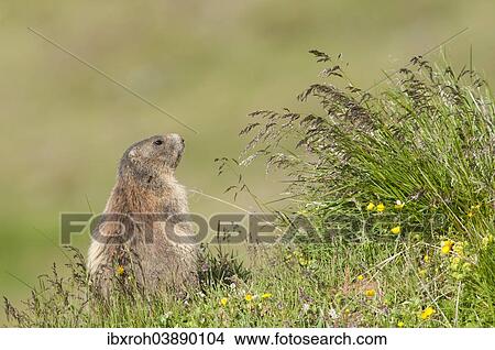 Alpine Marmot (Marmota marmota), Tyrol, Austria, Europe View Large Photo Image Picture - Alpine Marmot (Marmota marmota), Tyrol, Austria, Europe. Fotosearch