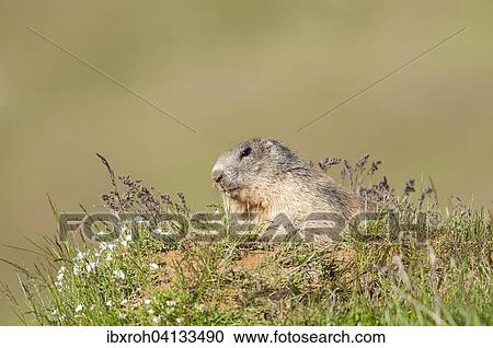 Stock Image - Alpine Marmot (Marmota marmota), Tyrol, Austria, Europe. Fotosearch