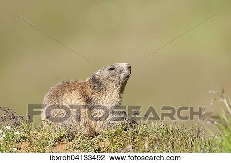Alpine Marmot (Marmota marmota), Tyrol, Austria, Europe View Large Photo Image Stock Image - Alpine Marmot (Marmota marmota), Tyrol, Austria, Europe. Fotosearch