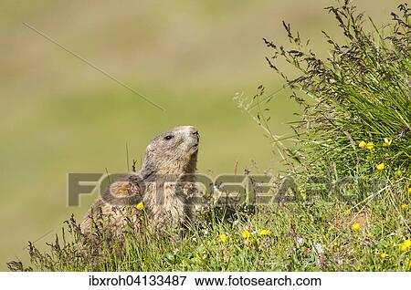 Alpine Marmot (Marmota marmota), Tyrol, Austria, Europe View Large Photo Image Stock Photo - Alpine Marmot (Marmota marmota), Tyrol, Austria, Europe. Fotosearch